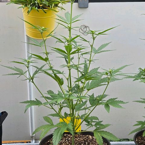 Skitti 1 growlog photo: Entweder sind es derzeit kühlere Tage u Nächte oder der Stretcht hat geendet.    ?????