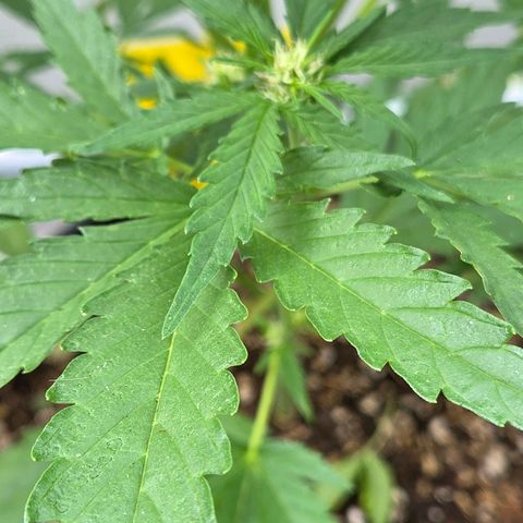 Skitti 1 growlog timeline photo