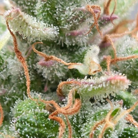 Torti growlog timeline photo