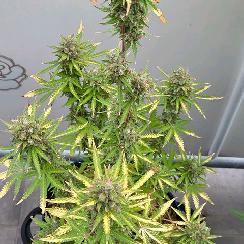 Torti growlog timeline photo