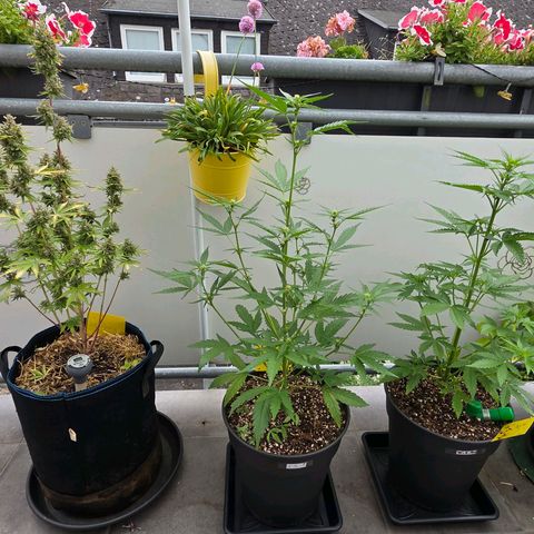 Torti growlog timeline photo