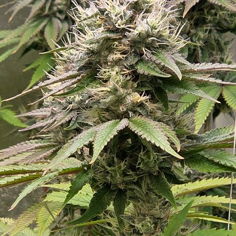 Kalini growlog timeline photo