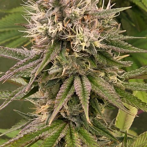 Kalini growlog timeline photo