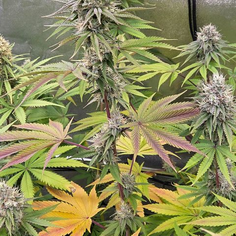Kalini growlog timeline photo