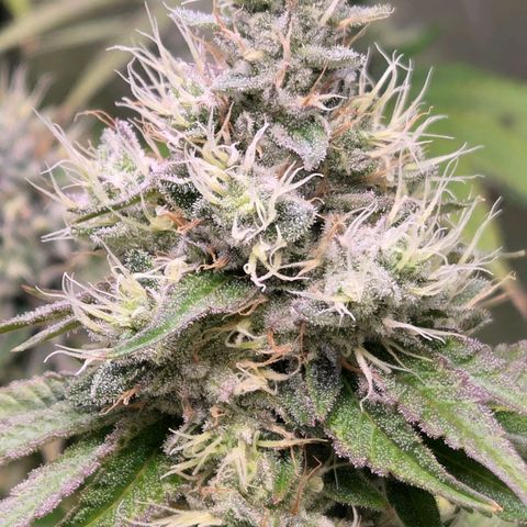 Kalini growlog timeline photo