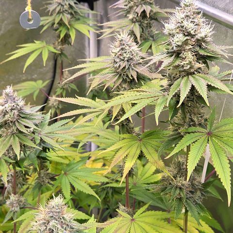 Kalini growlog timeline photo