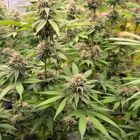Diesel growlog timeline photo