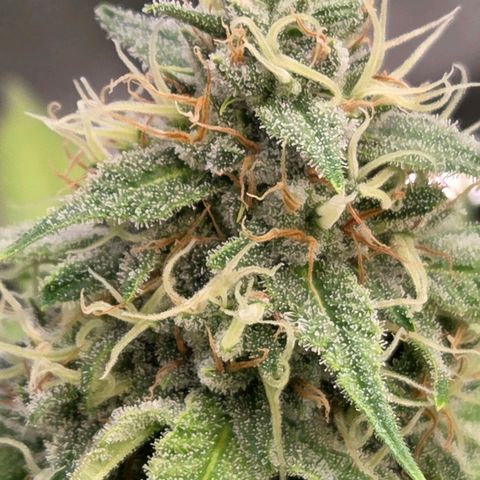Diesel growlog timeline photo