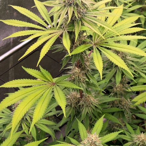 Diesel growlog timeline photo