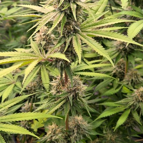 Diesel growlog timeline photo