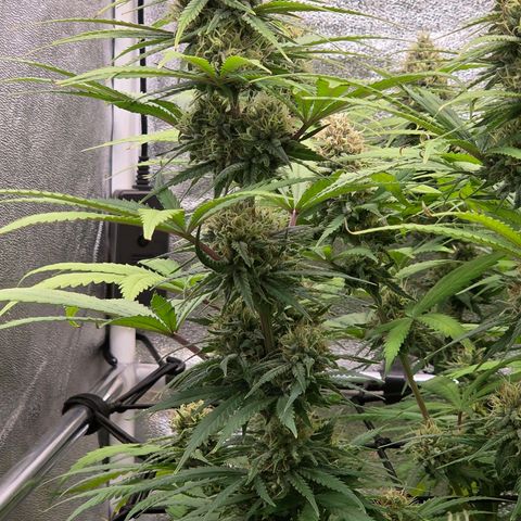 Mexican growlog timeline photo