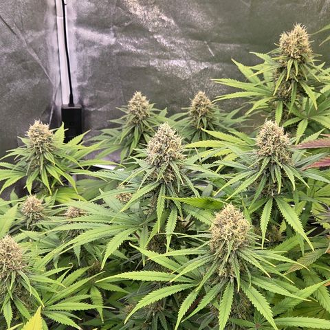 Mexican growlog timeline photo