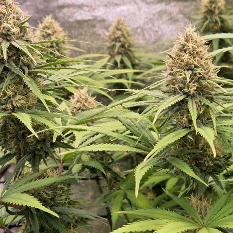 Mexican growlog timeline photo