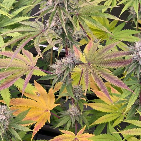 Kalini growlog timeline photo