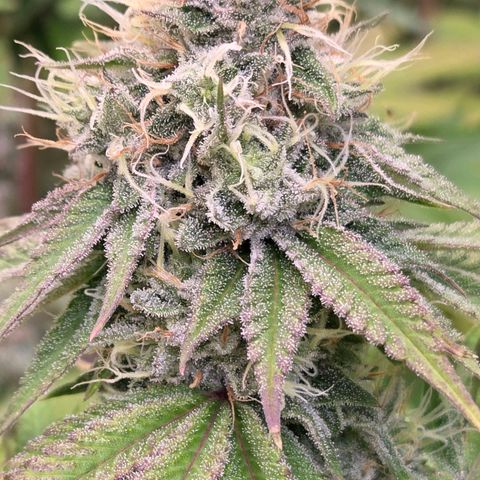 Kalini growlog timeline photo