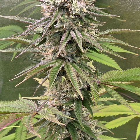Kalini growlog timeline photo
