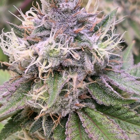Kalini growlog timeline photo