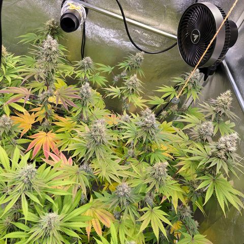 Kalini growlog timeline photo