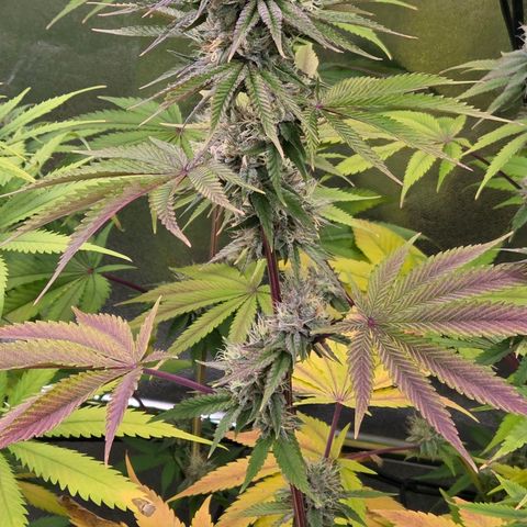 Kalini growlog timeline photo