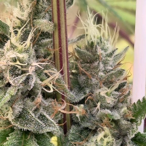Kalini growlog timeline photo