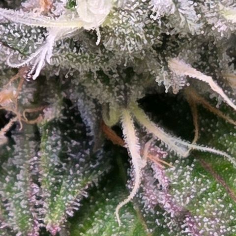 Kalini growlog timeline photo