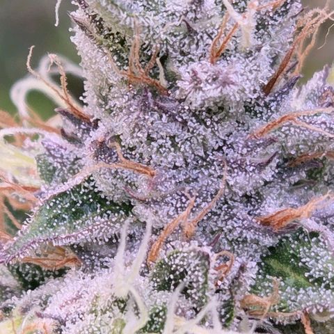 Kalini growlog timeline photo