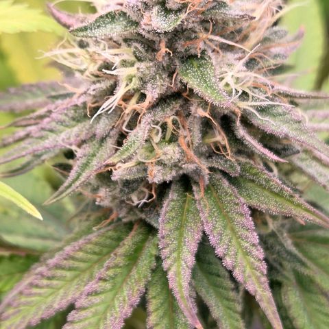 Kalini growlog timeline photo