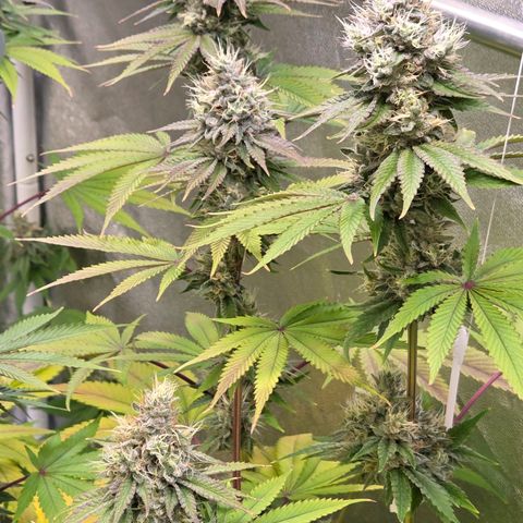 Kalini growlog timeline photo