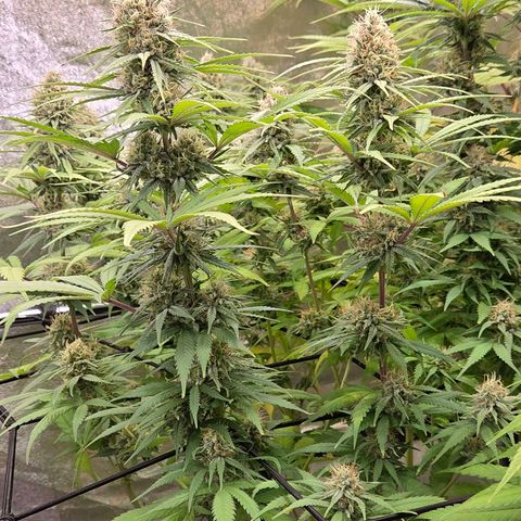 Mexican growlog timeline photo