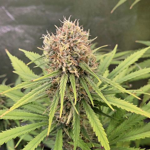 Mexican growlog timeline photo