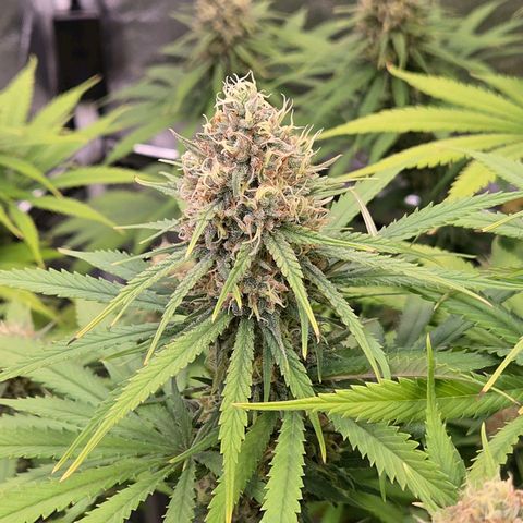 Mexican growlog timeline photo