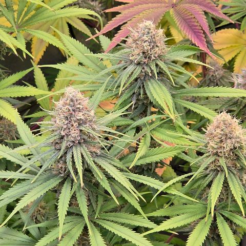 Mexican growlog timeline photo