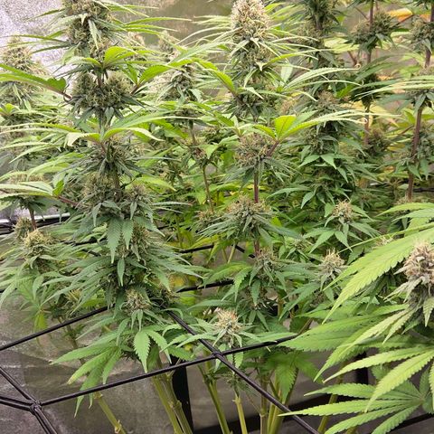 Mexican growlog timeline photo