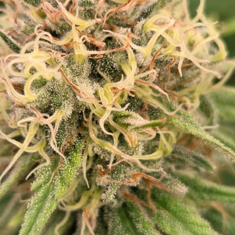 Mexican growlog timeline photo