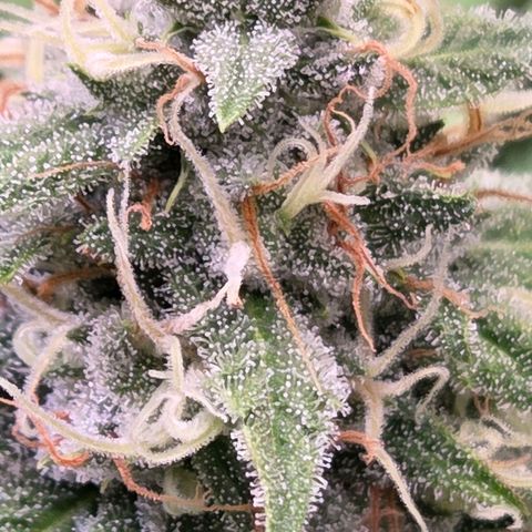 Diesel growlog timeline photo