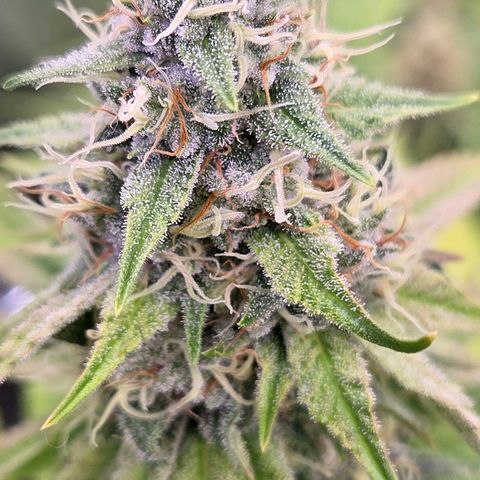 Diesel growlog timeline photo