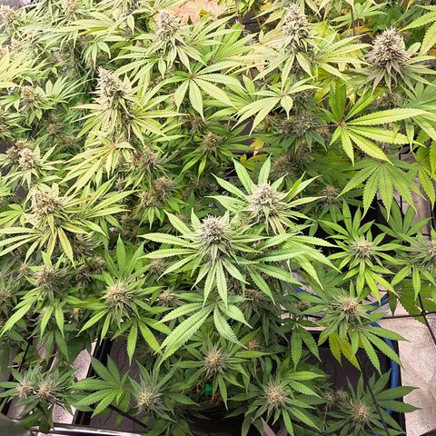 Diesel growlog timeline photo