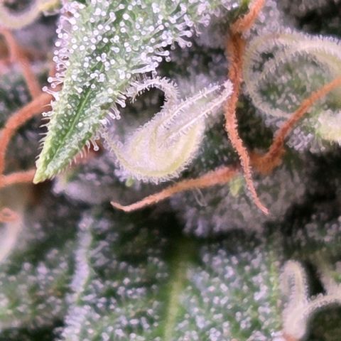 Diesel growlog timeline photo