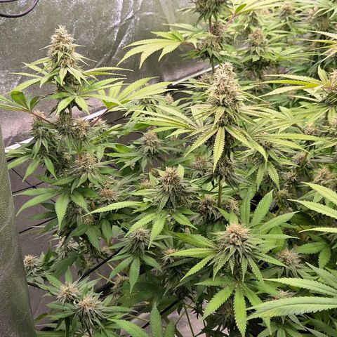 Diesel growlog timeline photo