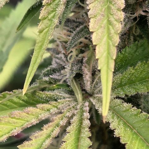 Diesel growlog timeline photo