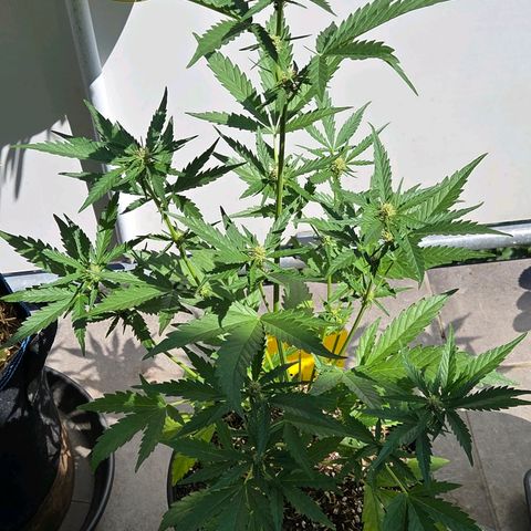 Skitti 1 growlog timeline photo