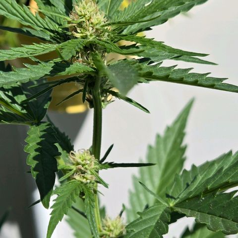 Skitti 1 growlog timeline photo
