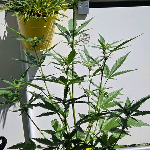 Skitti 1 growlog timeline photo