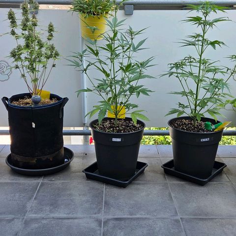 Torti growlog timeline photo