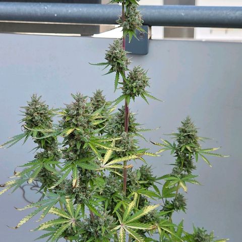 Torti growlog timeline photo