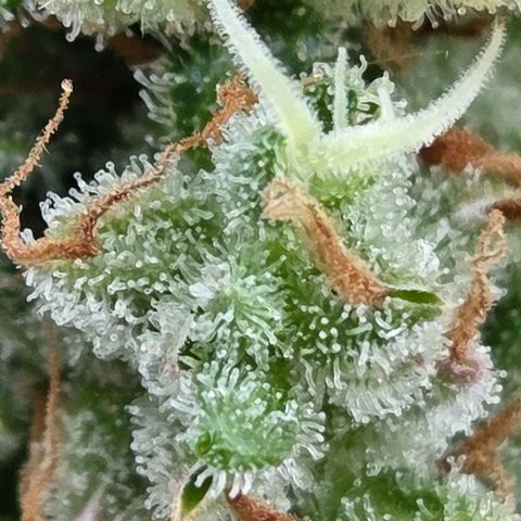 Torti growlog timeline photo