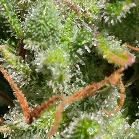 Torti growlog timeline photo