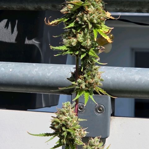 Torti growlog timeline photo
