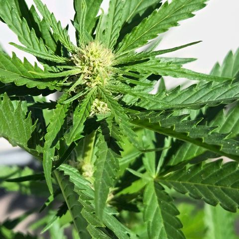 Skitti 1 growlog timeline photo