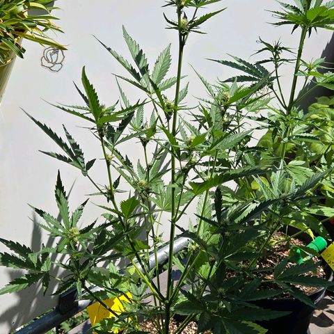 Skitti 1 growlog timeline photo